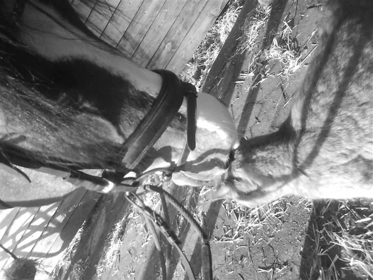 Anden særlig race Lacuna Coil - solgt. - 24/12-08 billede 4