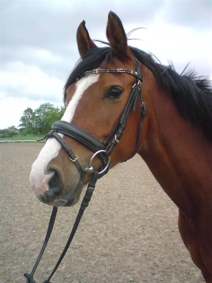 Anden særlig race Lacuna Coil - solgt. - 16/6-08 billede 5