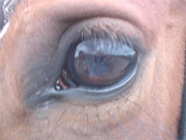 Anden særlig race Lacuna Coil - solgt. - 16/6-08 billede 6