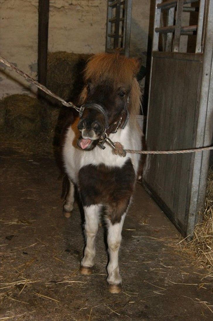 Shetlænder Hjøllundgårds Camelot - Velkommen :) billede 1