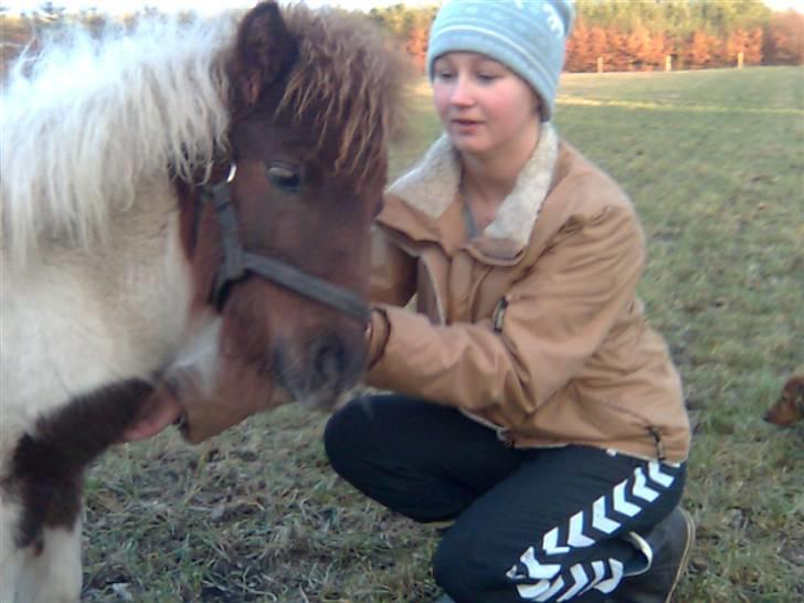 Shetlænder Hjøllundgårds Camelot - Pænt goddag mor billede 2