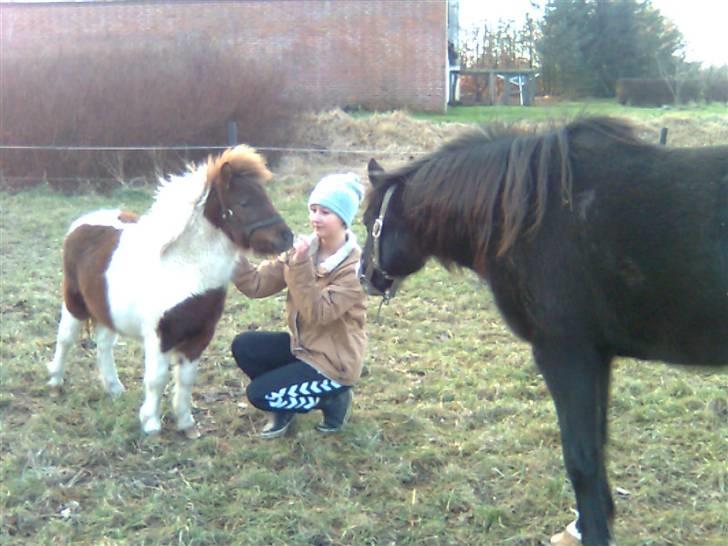Shetlænder Hjøllundgårds Camelot - Har du mad? billede 3