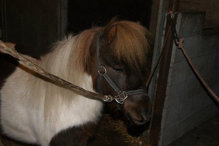 Shetlænder Hjøllundgårds Camelot billede 4