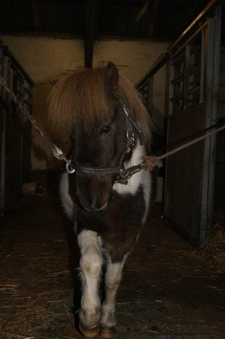 Shetlænder Hjøllundgårds Camelot billede 5