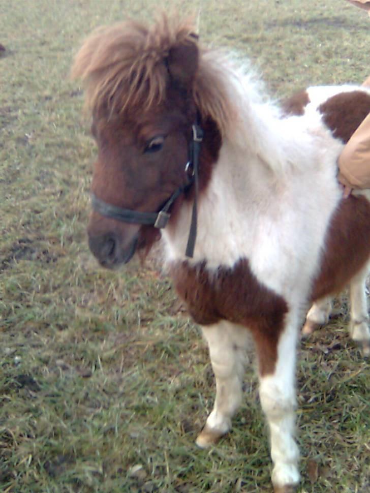 Shetlænder Hjøllundgårds Camelot - Hvad laver du?! billede 6