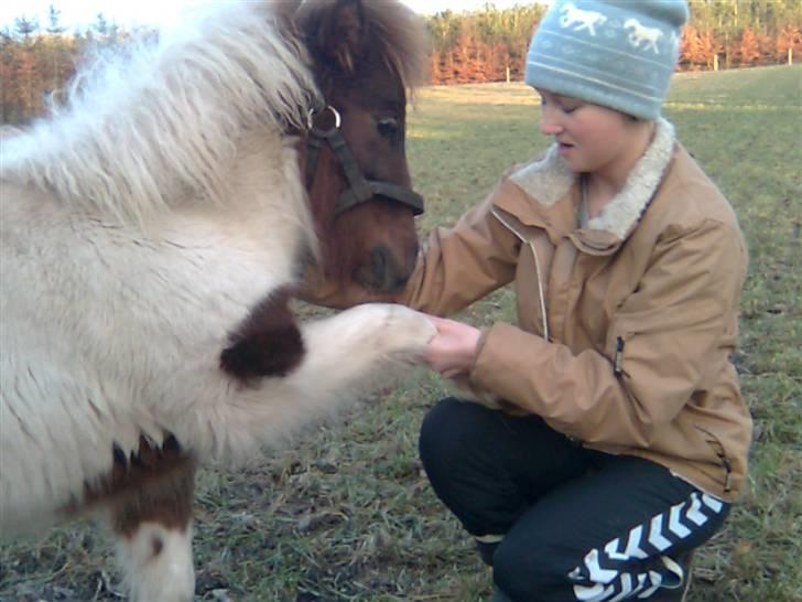 Shetlænder Hjøllundgårds Camelot - Goddag goddag billede 7