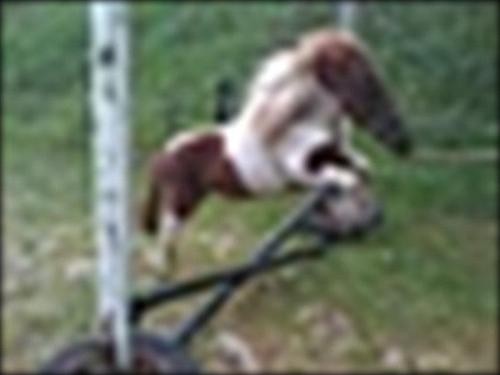 Shetlænder Hjøllundgårds Camelot - Så spises der billede 8