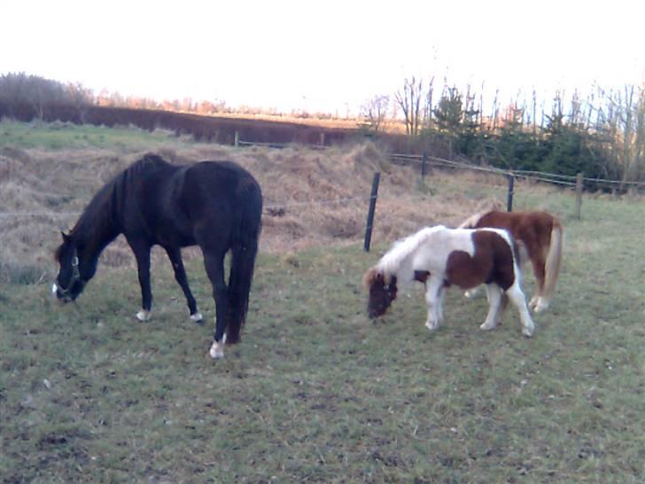 Shetlænder Hjøllundgårds Camelot - Mere spisen billede 9