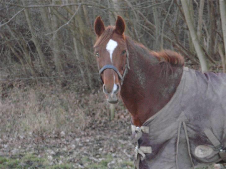 Sportsaraber (A) Loucky - Tøsen på fold <´3 billede 6