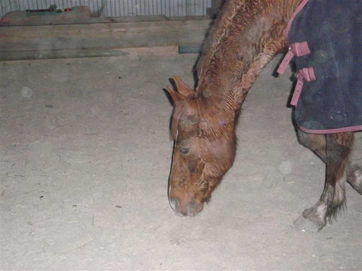 Sportsaraber (A) Loucky - Beklager kvaliteten, men mit kamera fanger alle støvkorn ! billede 7