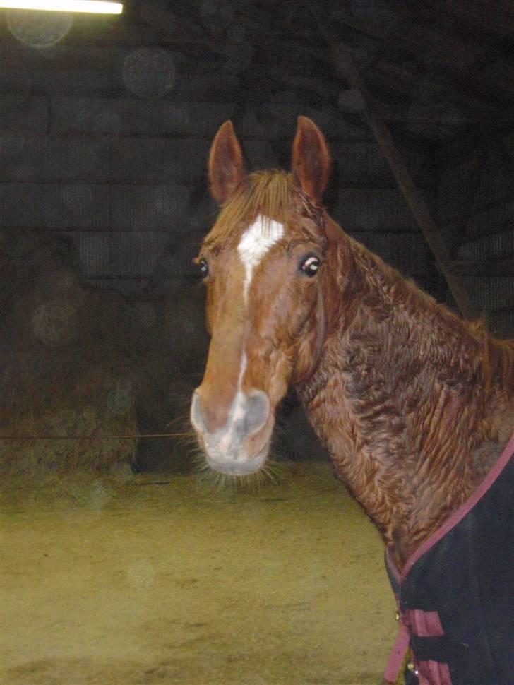 Sportsaraber (A) Loucky - Beklager kvaliteten, men mit kamera fanger alle støvkorn ! billede 8