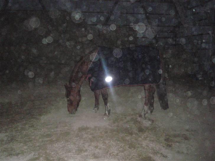 Sportsaraber (A) Loucky - Beklager kvaliteten, men mit kamera fanger alle støvkorn ! billede 9