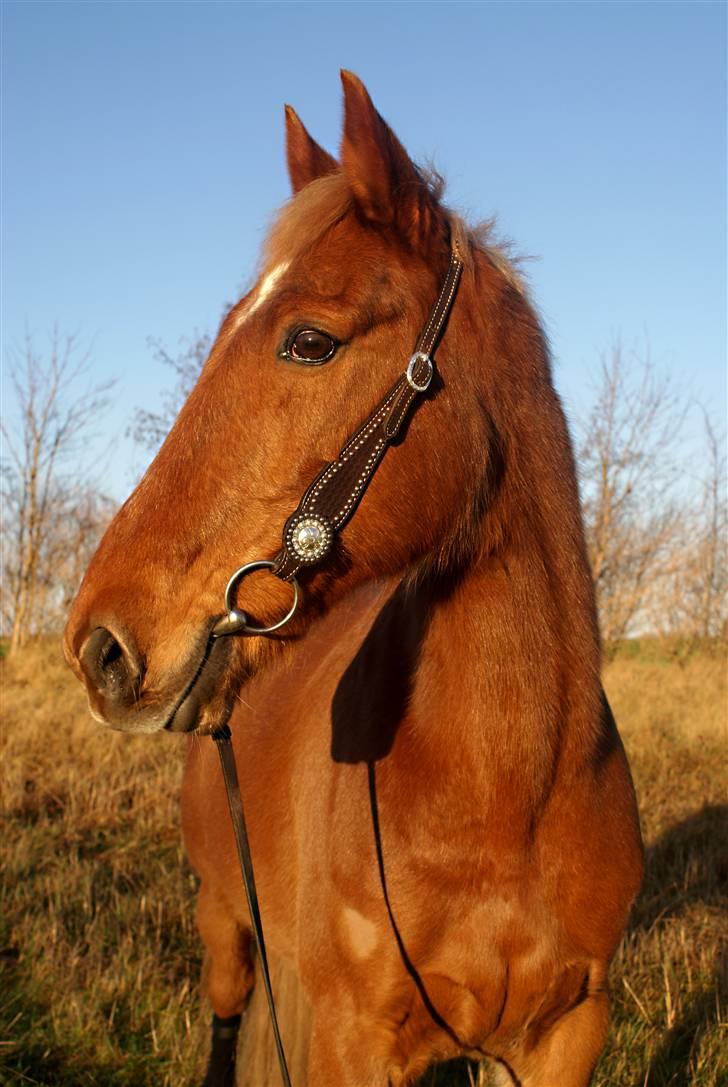 Traver Aka Lendalund billede 6