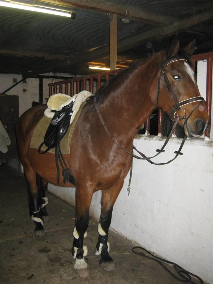 Dansk Varmblod Ghislaine billede 2