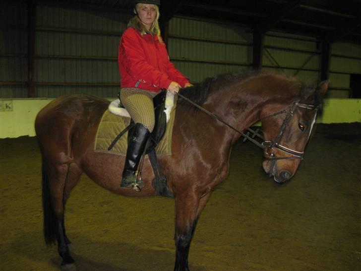 Dansk Varmblod Ghislaine billede 4