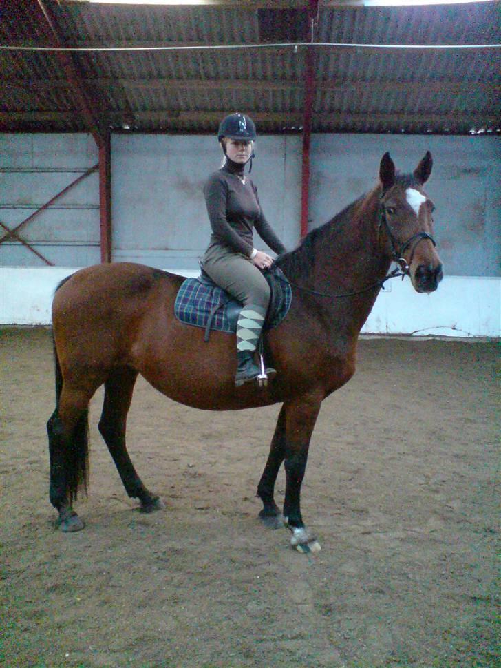 Dansk Varmblod Ghislaine billede 5