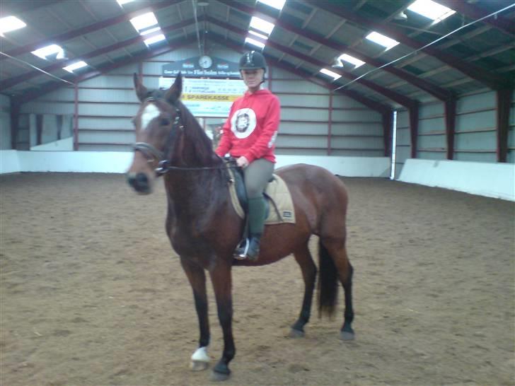 Dansk Varmblod Ghislaine billede 6