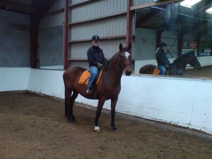 Dansk Varmblod Ghislaine billede 7