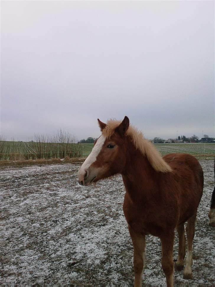Anden særlig race Mikeena solgt billede 9