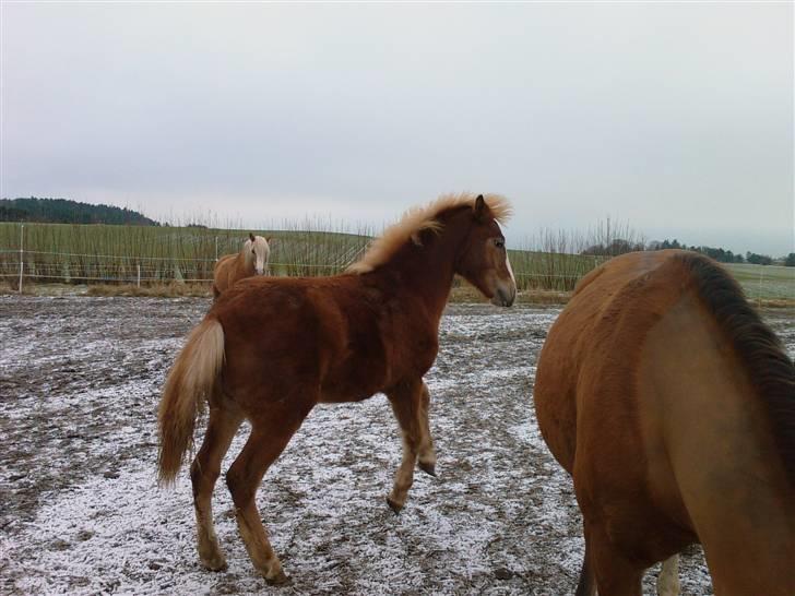Anden særlig race Mikeena solgt billede 10