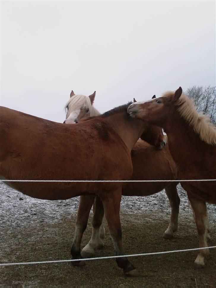 Anden særlig race Mikeena solgt billede 11