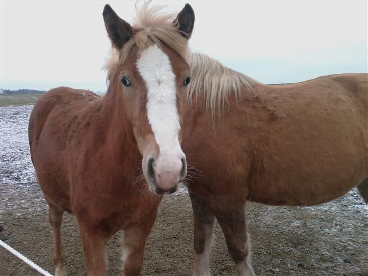 Anden særlig race Mikeena solgt billede 12