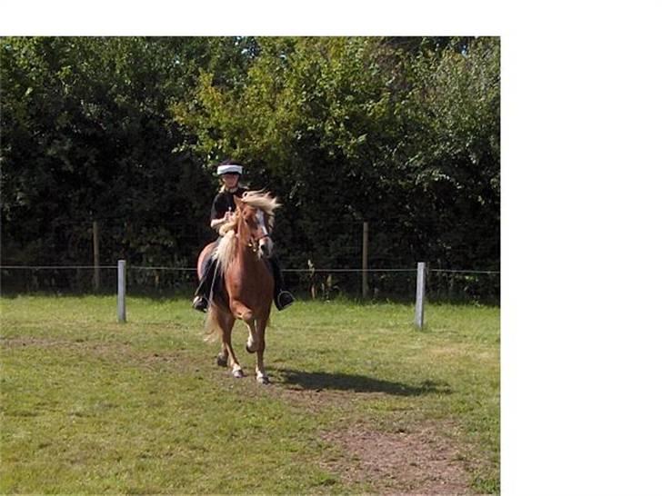 Islænder Gullfaxi fra Stengaarden  billede 1