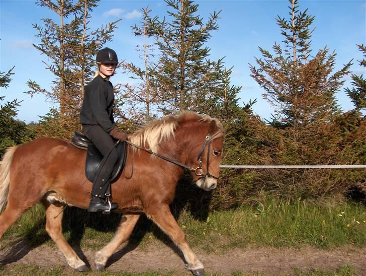 Islænder Gullfaxi fra Stengaarden  billede 2