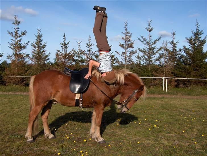 Islænder Gullfaxi fra Stengaarden  billede 3