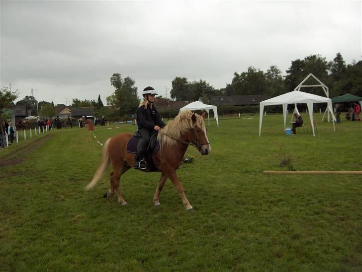 Islænder Gullfaxi fra Stengaarden  billede 4