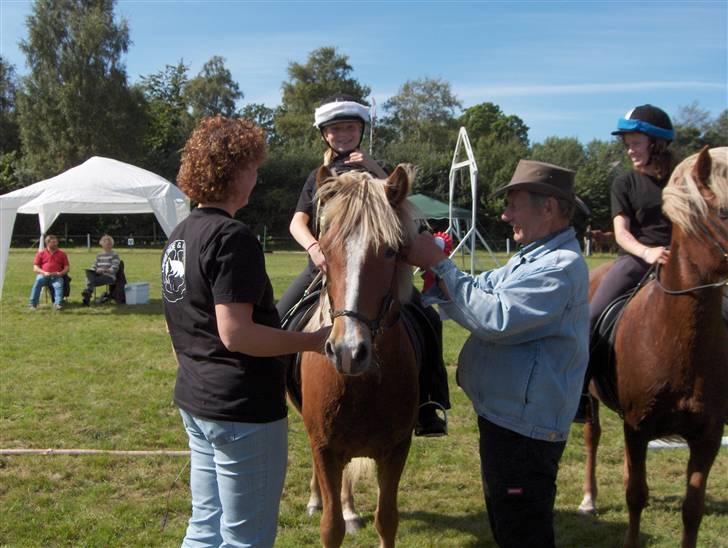 Islænder Gullfaxi fra Stengaarden  billede 5