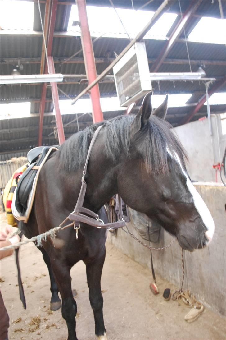 Anden særlig race Lykkes Sir Lancelot billede 10