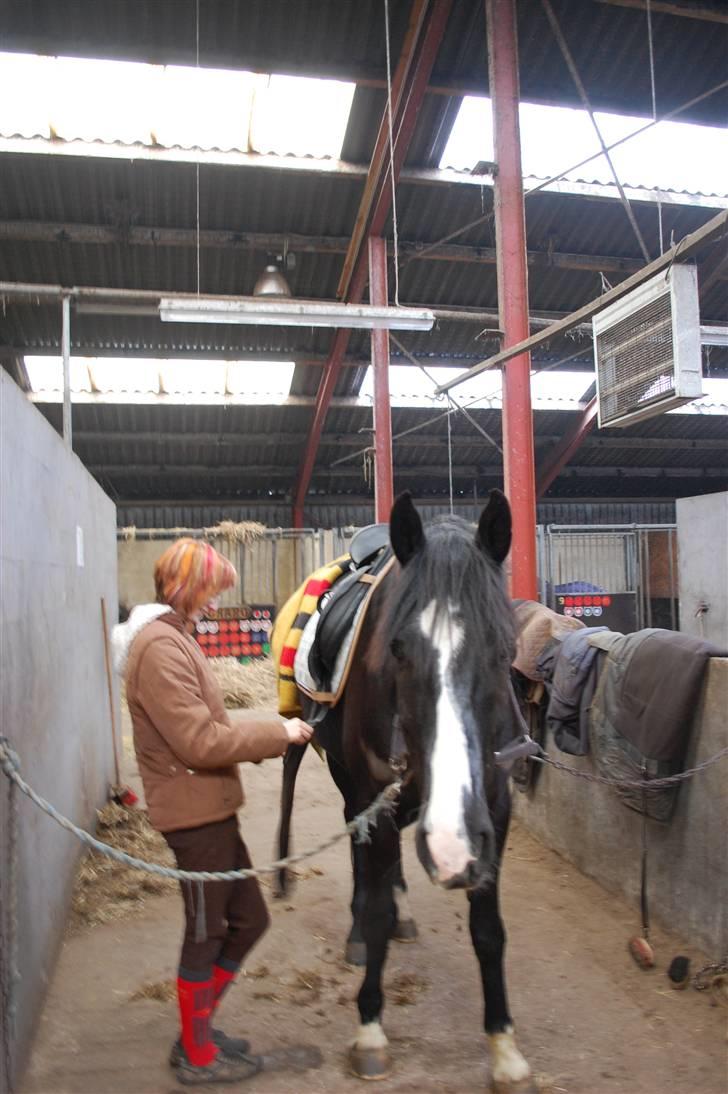 Anden særlig race Lykkes Sir Lancelot billede 11