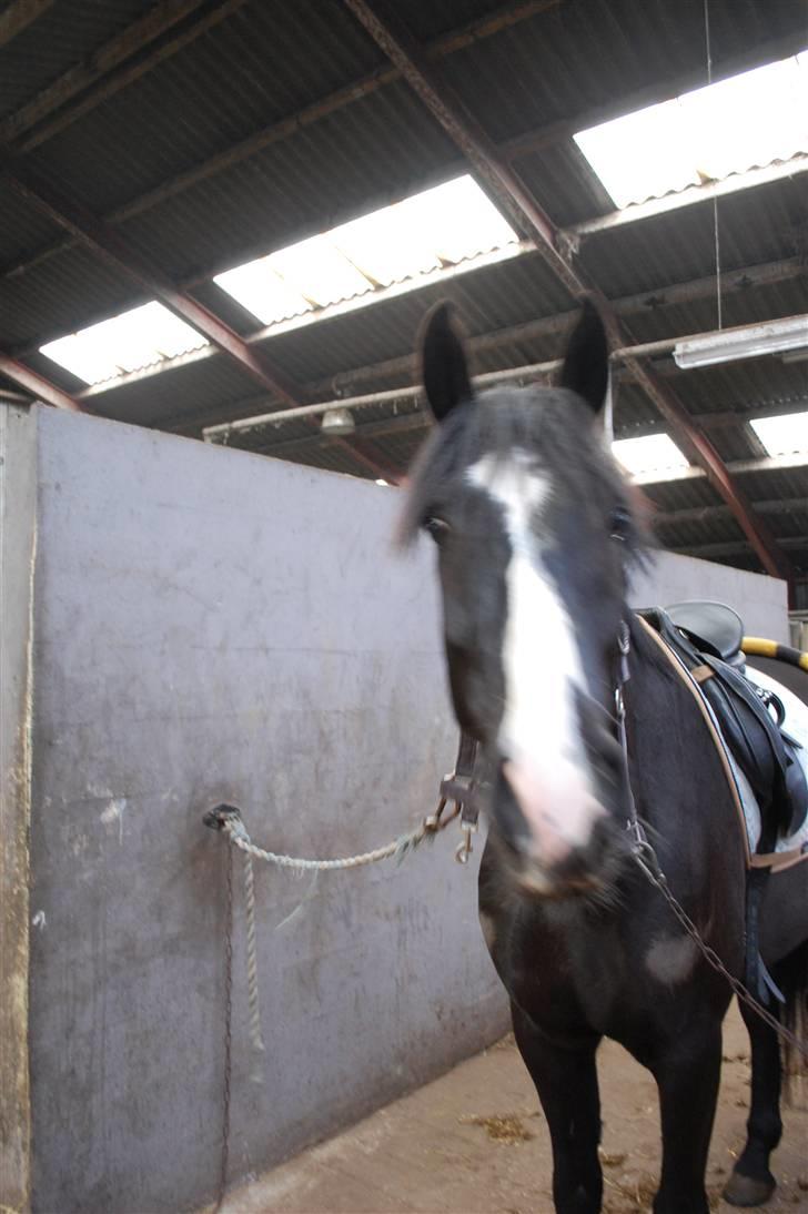 Anden særlig race Lykkes Sir Lancelot billede 12