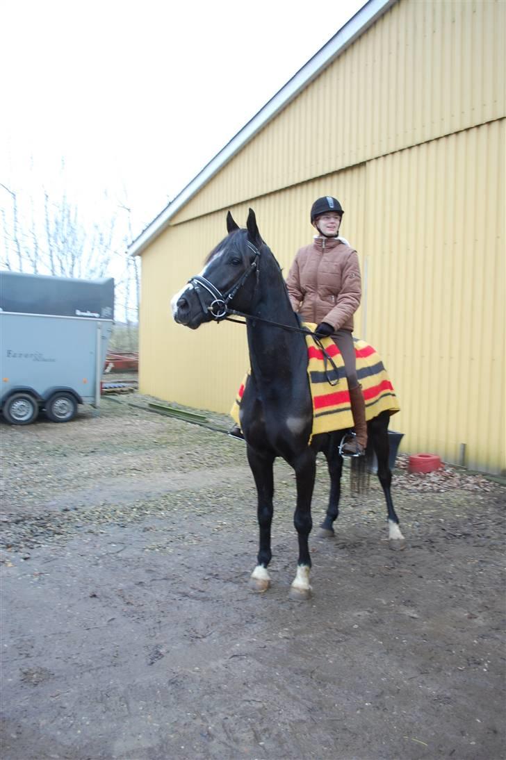 Anden særlig race Lykkes Sir Lancelot billede 13