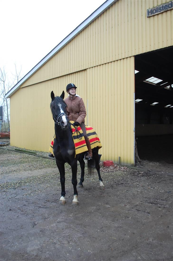 Anden særlig race Lykkes Sir Lancelot billede 14