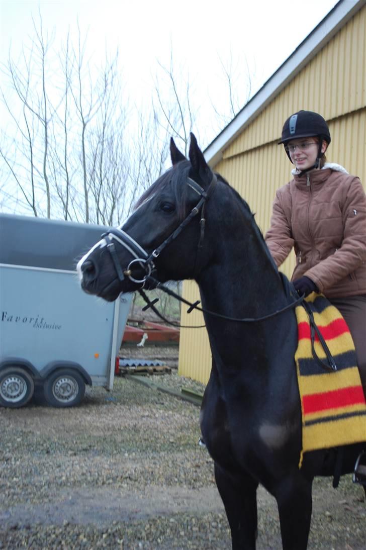 Anden særlig race Lykkes Sir Lancelot billede 15