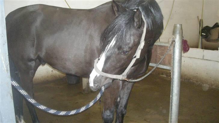 Anden særlig race Lykkes Sir Lancelot billede 16