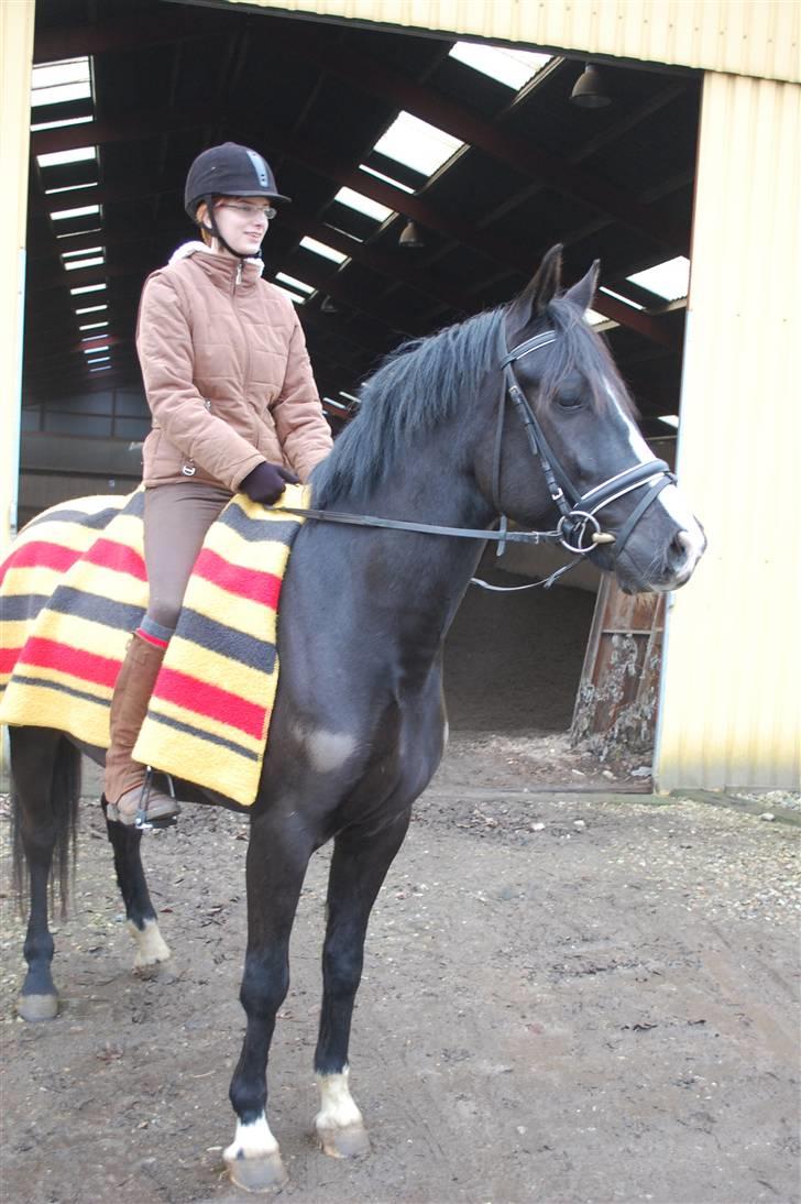 Anden særlig race Lykkes Sir Lancelot billede 17