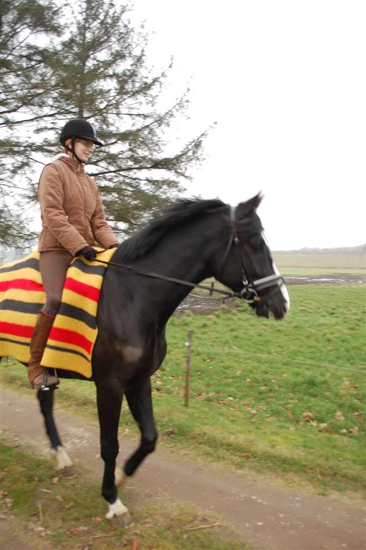 Anden særlig race Lykkes Sir Lancelot billede 18