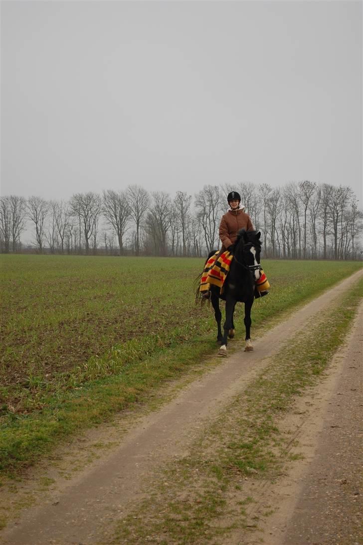 Anden særlig race Lykkes Sir Lancelot billede 19