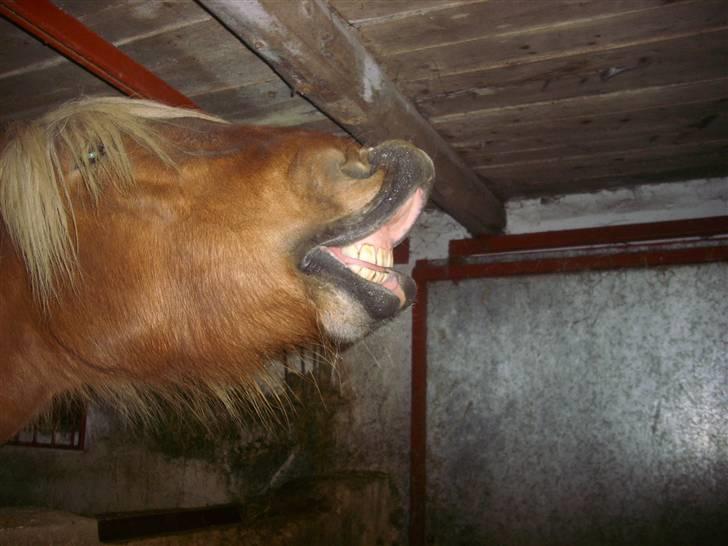 Jyde Linda (avl) - puuuu ha vand i næsen hehe : foto miig billede 15