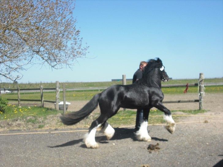 Irish Cob Hauges Benn The Blagdon  - Fuld fart frem:) billede 4