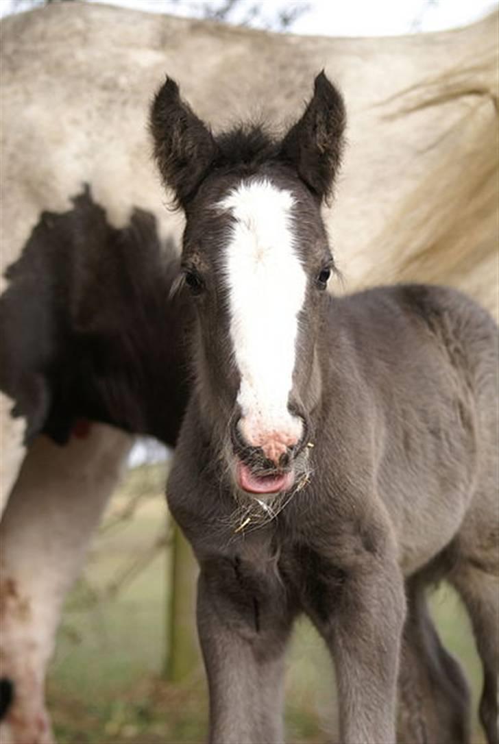 Irish Cob Hauges Benn The Blagdon  billede 18