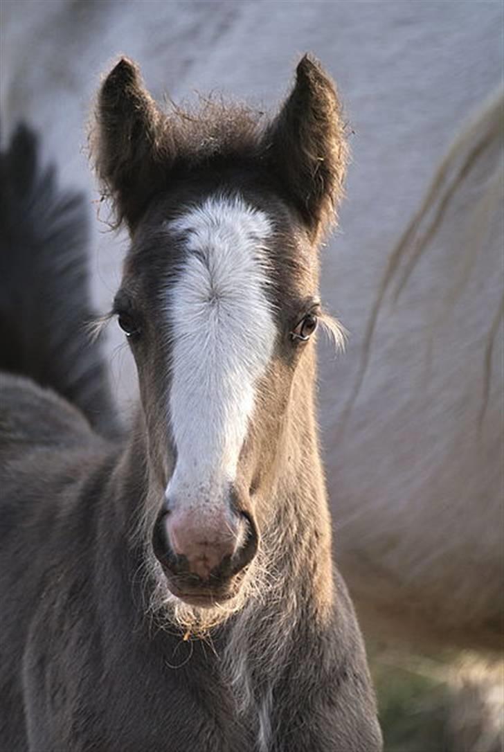Irish Cob Hauges Benn The Blagdon  - Se mit skæg og mine lange øjenvipper billede 19