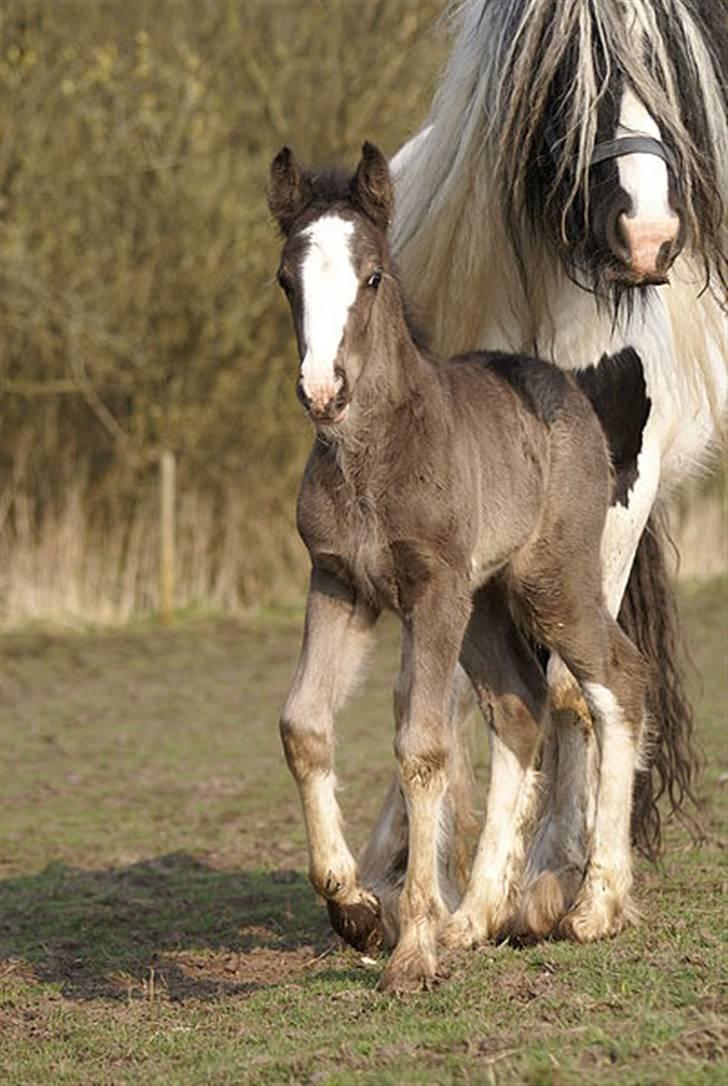 Irish Cob Hauges Benn The Blagdon  - Benn og mor billede 20