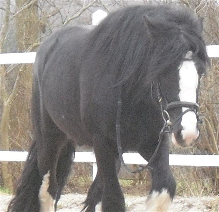 Irish Cob Hauges Benn The Blagdon  billede 9