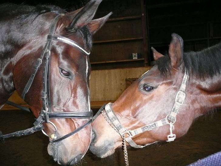 Dansk Varmblod Athene Birkedal - Athenes nye kæreste=) aswan. Han er en hingst, han ved det bare ikke;) billede 15