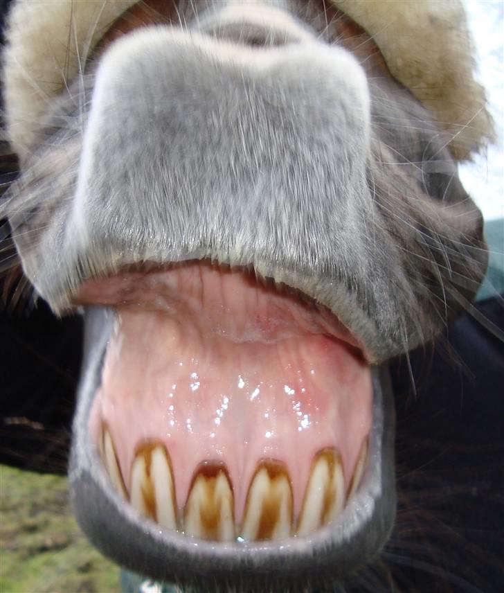 Dansk Varmblod Sprinborgs Superstar*afl* billede 4