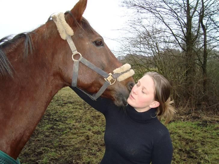 Dansk Varmblod Sprinborgs Superstar*afl* billede 6